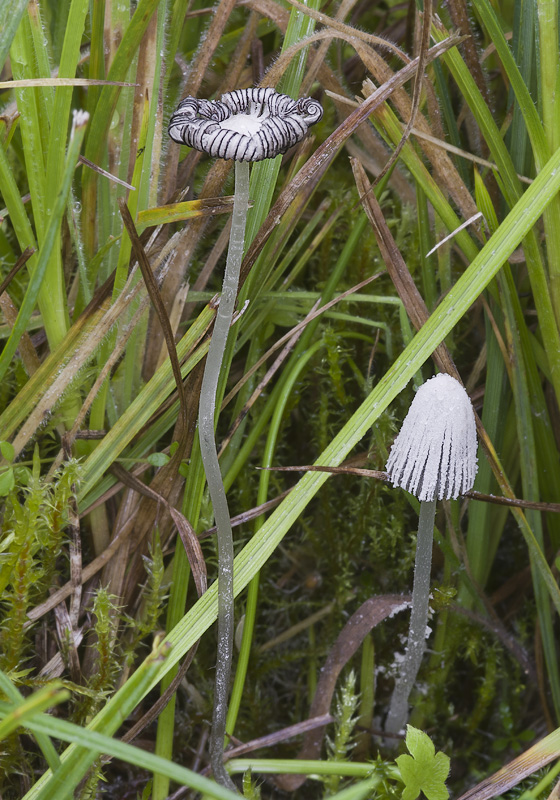 Coprinopsis saccharomyces